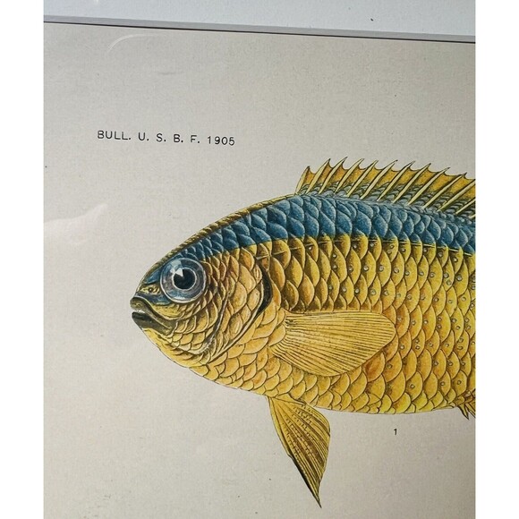 1905 A. HOEN & CO. ORIGINAL 3 FISH LITHOGRAPH, circa 1905 - Picture 3 of 5